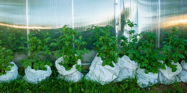 planter pommes de terre en sac