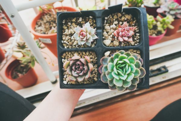 pachyveria plante grasse interieur