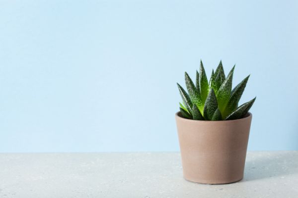 plante grasse interieur gasteria