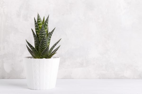 plante grasse interieur haworthia