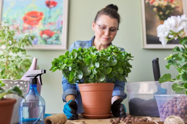 plante grasse interieur kalanchoe