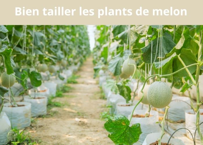 comment tailler les plants de melon