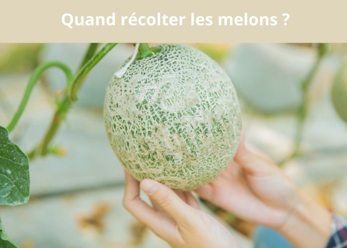 quand récolter les melons et comment faire